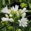 Agapanthus Double Diamond