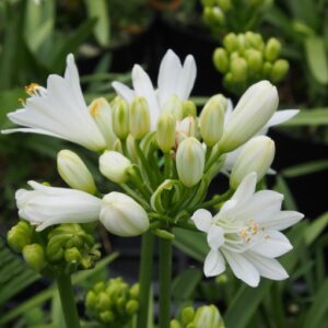 Agapanthus Double Diamond
