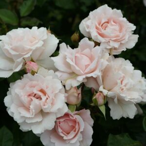 Rosa Constanze Mozart