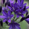 Agapanthus Preacox Royal Velvet