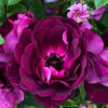 Rosa Burgundy Ice