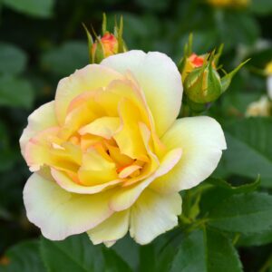 Rosa Centenaire de Lourdes Jaune