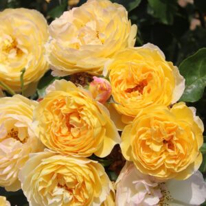 Rosa Chateau de Cheverny