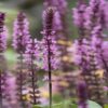 Salvia nemorosa Caradonna Pink