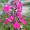 Salvia microphylla Pink Blush