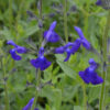 Salvia microphylla Blue Monrovia