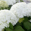 Hydrangea arborescens Strong Annabelle