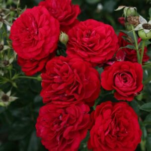 Rosa Bordeaux Kordes