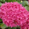 Hydrangea macrophylla Tovelit