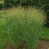 Panicum virgatum Green Buffalo