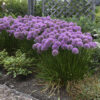 Allium Millennium