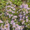 Aster ericoides Yvette Richardson