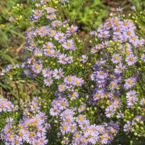 Aster ericoides Yvette Richardson