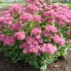 Sedum Carl