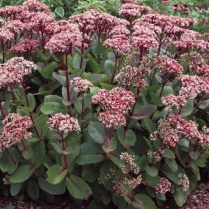 Sedum Matrona