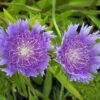 Stokesia laevis