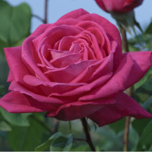 Rosa Lolita Lempicka RADICE NUDA