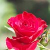 Rosa Wettra RADICE NUDA