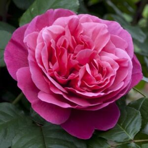 Rosa Line Renaud RADICE NUDA