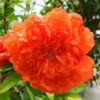 Punica granatum 'Maxima Rubra'