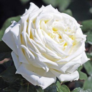 Rosa Jean Moreau RADICE NUDA