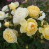 Rosa La Feuillerie RADICE NUDA