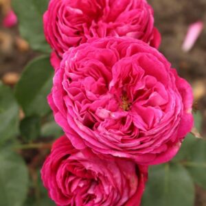 Rosa Freifrau Caroline RADICE NUDA