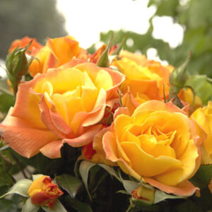 Rosa Soleil du Monde RADICE NUDA