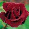 Rosa Perle Noire RADICE NUDA