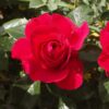 Rosa Rose Clos Vougeot RADICE NUDA