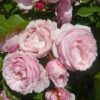 Rosa rampicante Billet Doux RADICE NUDA