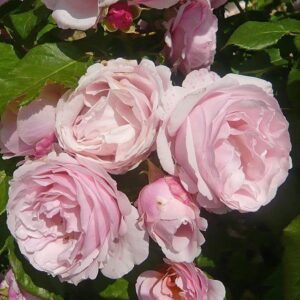 Rosa rampicante Billet Doux RADICE NUDA