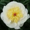 Peonia lactiflora Gertrude Allen