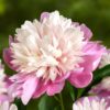 Peonia lactiflora Lady Liberty