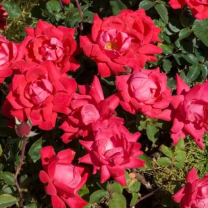 Rosa Double Knock Out