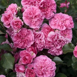 Rosa Les Quatre Saisons RADICE NUDA