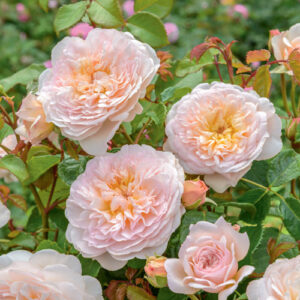 Rosa Emily Bronte