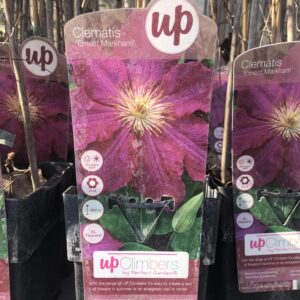 Clematis Ernest Markham