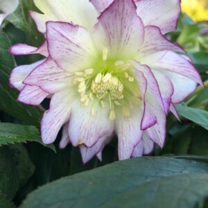 Helleborus Quintessa Candy