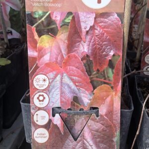 Parthenocissus tricuspidata ‘Veitch Boskoop’( vite del canada)