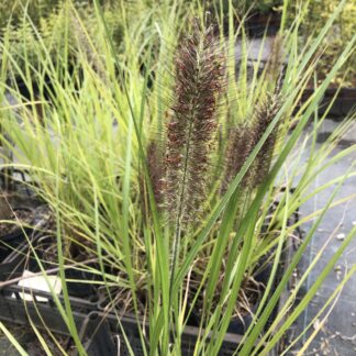 Pennisetum Black Beauty - Image 2