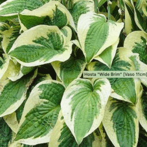 Hosta Wide Brim