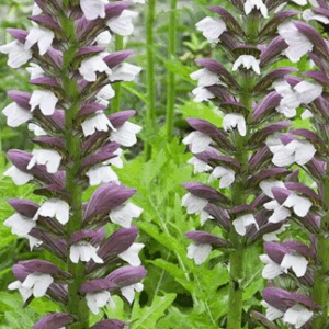 Acanthus hungaricus 'White Lips'
