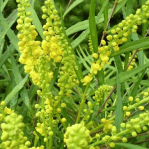 Mahonia sweet winter