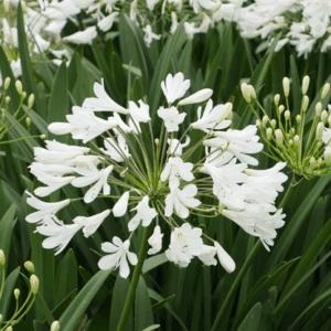 Agapanthus 'Arctic Star'