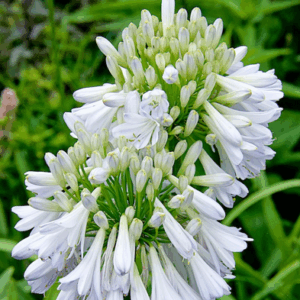 Agapanthus 'Silver Lining'