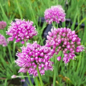 Allium 'Lisa Blue'