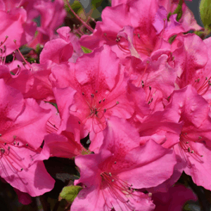 Azalea Encore 'SANGRIA'