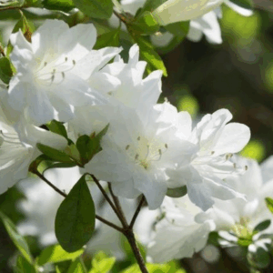 Azalea Encore 'LILY'