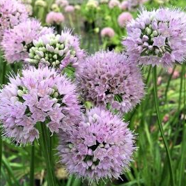 Allium 'Summer Beauty'